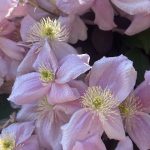 Healing through Nature— Yoga,Trees, plants, Salt water + Sunlight